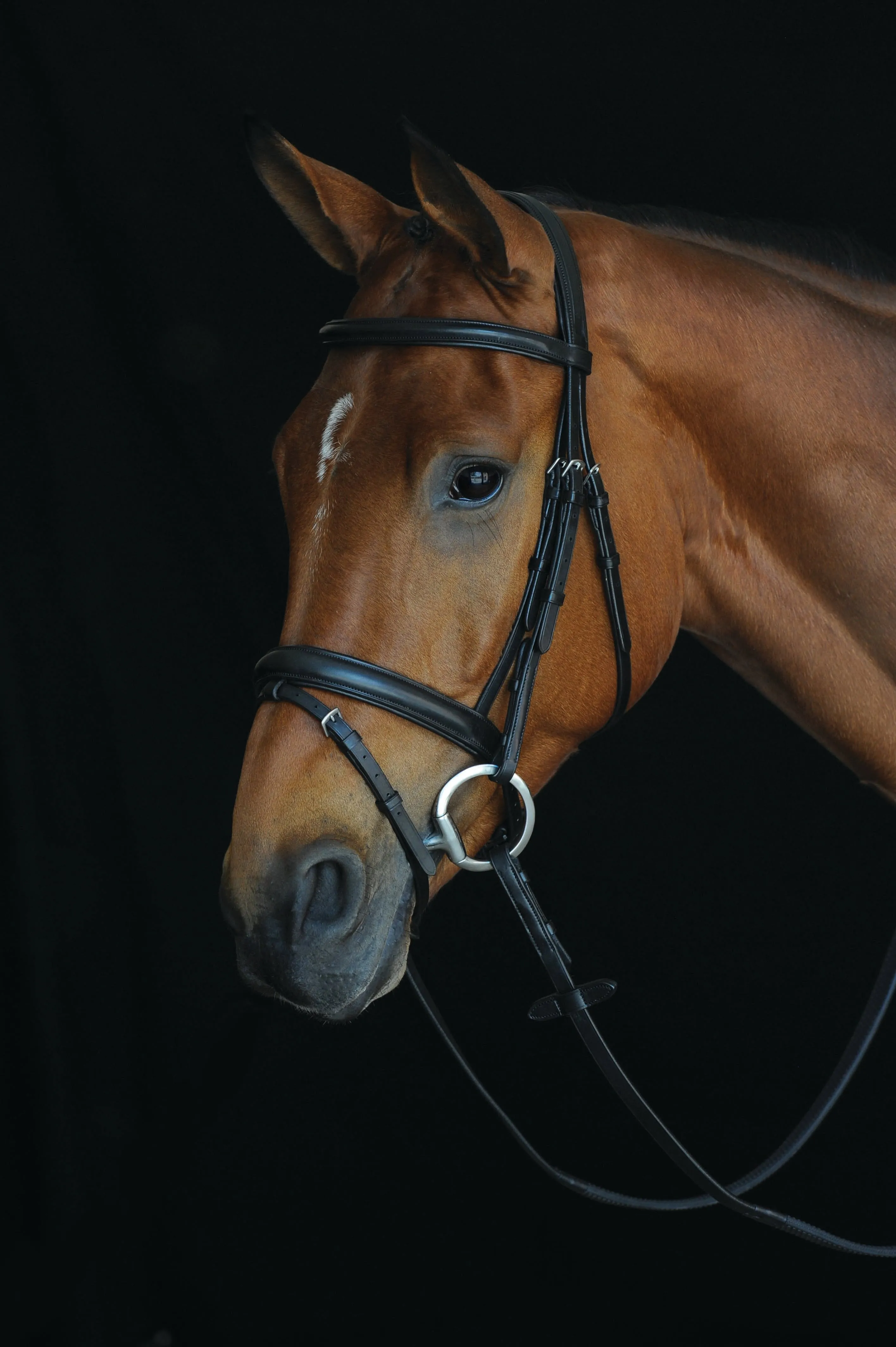 Collegiate Comfort Crown Padded Raised Flash Bridle